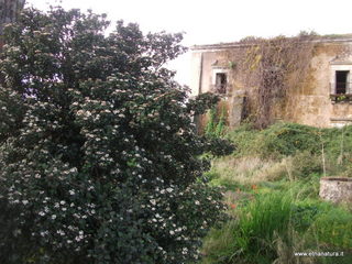 lazzo Riggio Carcaci-05-01-2016 10-01-35